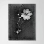 David Douglas, Small Study Haxalls Mill, 2025