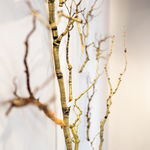 Steve Bickley, Silver Ash, 2025