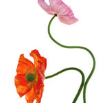 Fleming Cunningham, Pink and Red Poppies, 2020