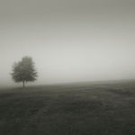 David Hillegas, In the Pines