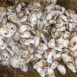 Bayleigh Albert, Shucking, 2023