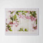 Jeri Eisenberg, Dogwood (Pink), 2008