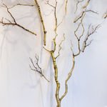 Steve Bickley, Silver Ash, 2025