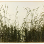 herman de vries, v70-08, 1970