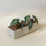 Willy Guhl, Tropical Planter, 1960s