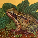 Marcelle Milo-Gray, Meditation on a Frog