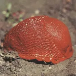 Peter Piller, HOE 03, 2019