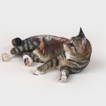 Huang Hai-Hsin 黄海欣, Not My Dog (Dog Olympic #2) 不是我的狗（犬类奥运会#2）, 2021