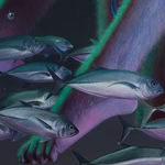 Wang Haiyang 王海洋, Double Fikret 双面菲克雷特, 2012