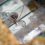 Leelee Chan 陳麗同, Sunset Capsule 日暮胶囊, 2019