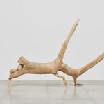 Zé Carlos Garcia, peixe carranca, 2023