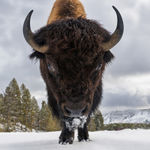 David Yarrow, Wall Street Stories (Color), 2026