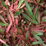 Katie van Scherpenberg, Jardim Vermelho [Red Garden], 1986