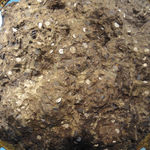 Tallur LN, Panic Room, 2006