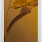 Claire Baker, one petal, rippling (afternoon, Western Ghats, Maharashtra, October 11, 2024), 2024