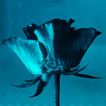 Andrew Cross, Berbera – Harrar Railway (Awbarkhadle), 2023