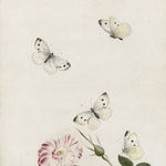 NICOLAAS STRUYCK, Butterflies and moths, ca. 1719