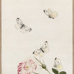 NICOLAAS STRUYCK, Butterflies and moths, ca. 1719