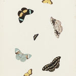 NICOLAAS STRUYCK, Butterflies and moths, ca. 1719