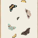 NICOLAAS STRUYCK, Butterflies and moths, ca. 1719