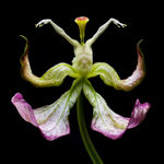 Roy Adin, Under the Surface, 2025