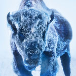 David Yarrow, Yellowstone