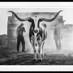 David Yarrow, You Cannot Be Serious