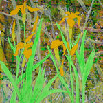 Dione Verulam, Flag Irises