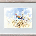 Julia Cassels, Lilac-Breasted Roller