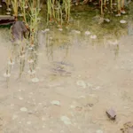 peter campus, Dynamic Field Series, 1971