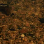 peter campus, Dynamic Field Series, 1971