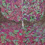 Kaethe Kauffman, Wisteria Purple , 2024