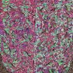 Kaethe Kauffman, Wisteria Purple , 2024