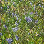 Daisy McMullan, Live Forever i, 2021