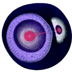 Klari Reis, Wishful, 2026