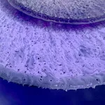 Klari Reis, Wishful, 2026