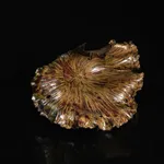 Shingu Sayaka 新宮さやか, No.50 Lotus leaf 枯蓮, 2023