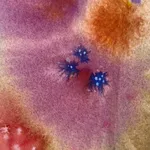 Laura Ball, Sumatran Tiger Creature - Standing, 2019