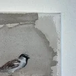 Jan Grotenbreg - Musje