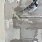 Jan Grotenbreg - Musje