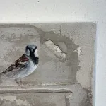 Jan Grotenbreg - Musje