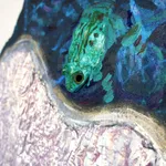 Ye Zhu, Midnight Gospel, 2025