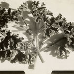 Richard Register, Large Design for a Proposed "Integral Neighborhood" in Berkeley, CA, 1978