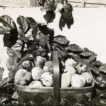 Richard Register, Large Design for a Proposed "Integral Neighborhood" in Berkeley, CA, 1978