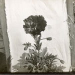 Richard Register, Large Design for a Proposed "Integral Neighborhood" in Berkeley, CA, 1978