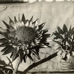 Richard Register, Large Design for a Proposed "Integral Neighborhood" in Berkeley, CA, 1978