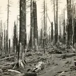 [U.S. Forest Service], An archive with over 150 photographs which focus on wildfire prevention, land management, and forestry reclamation practices...