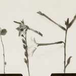 Richard Register, Large Design for a Proposed "Integral Neighborhood" in Berkeley, CA, 1978