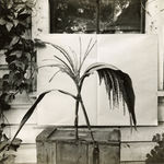 Richard Register, Large Design for a Proposed "Integral Neighborhood" in Berkeley, CA, 1978