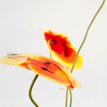 Gillian Brett, Bromus Driandus, 2022